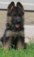 CHIOT