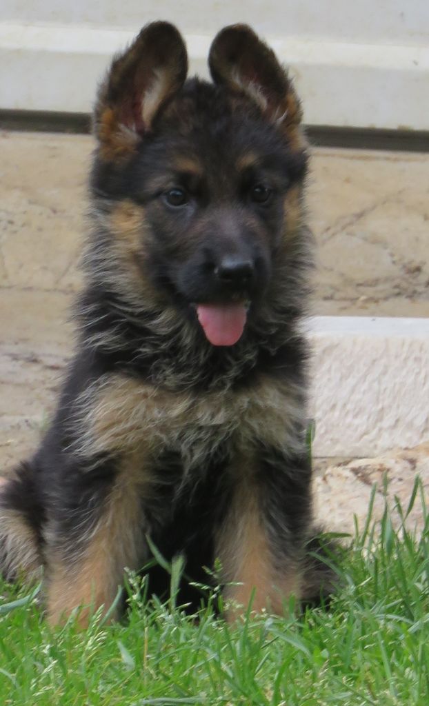 des Arcanes Louviens - Chiots disponibles - Berger Allemand