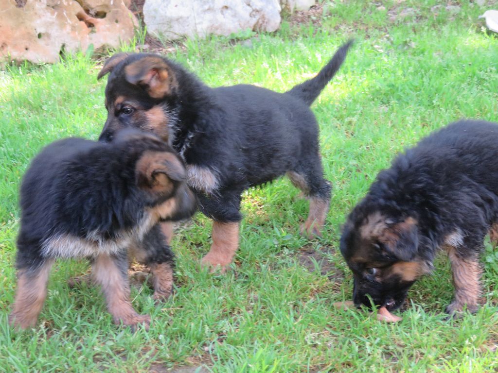 Chiot Berger Allemand des Arcanes Louviens